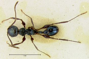 Media type: image; Entomology 16563   Aspect: habitus dorsal view